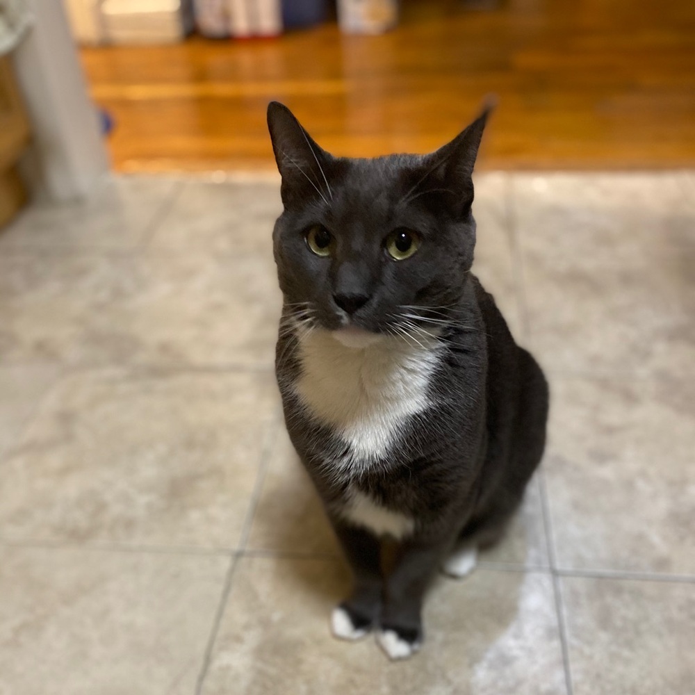 Funds for Sushi 🍣 and Beerus 🐈‍⬛ - Picture 9 of 13